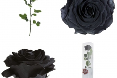 PREMUIM BLACK ROSE