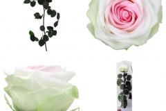 PREMUIM TRICOLOR ROSE