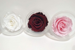 ROSE BLOSSOM XL