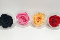 ROSE BLOSSOM XL