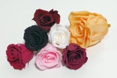 ROSE BLOSSOM XL and M