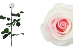 STANDARD ROSE