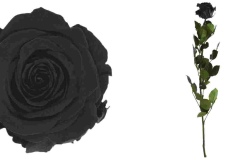 STANDARD ROSE