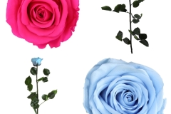 STANDARD ROSE