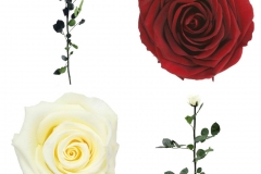STANDARD ROSE