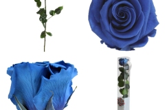 STANDARD ROSE - DARK BLUE