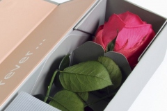 V-ROSE DARK PINK