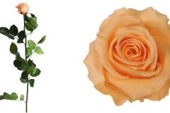 STANDARD ROSE