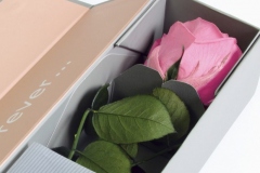 V-ROSE PASTEL PINK