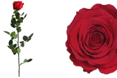 STANDARD ROSE