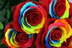 STANDARD ROSE - RAINBOW