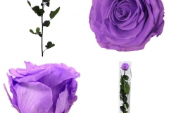 STANDARD BRIGHT LILAC ROSE