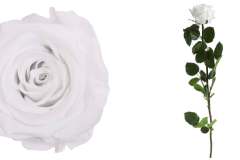 STANDARD ROSE