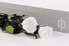 V-ROSE WHITE