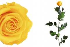 STANDARD ROSE